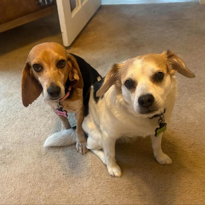 Pop-Tart - ADOPTED